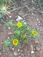 Asteriscus aquaticus