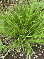 Carex pedunculata