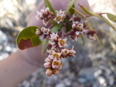 Rhus pachyrrhachis