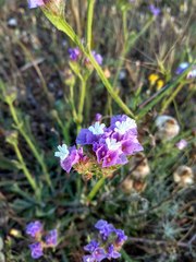 Limonium sinuatum