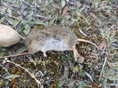 Abrothrix olivacea