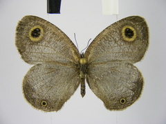 Ypthima albida albida