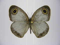Ypthima albida albida