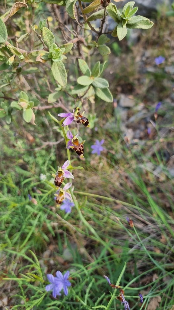 Ophrys scolopax