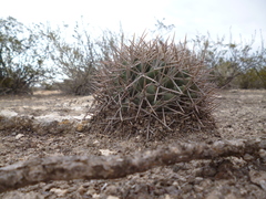 Coryphantha poselgeriana