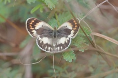 Colotis antevippe gavisa