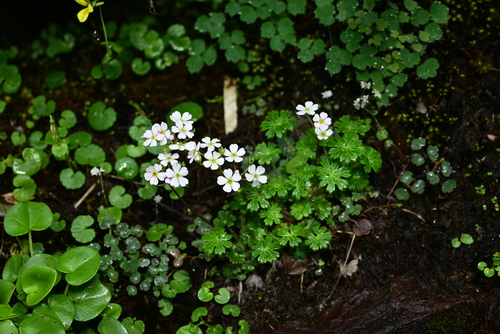 Androsace medifissa