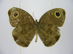 Ypthima albida albida