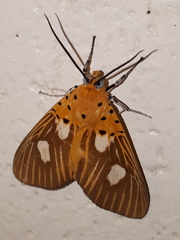 Asota orbona