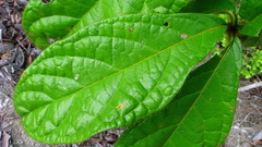 Cordia nodosa