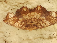 Polyacme dissimilis
