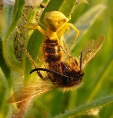 Dasyscolia ciliata
