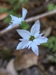 Lithophragma heterophyllum