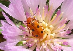Leptopalpus rostratus
