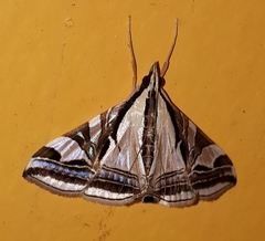 Agrioglypta excelsalis