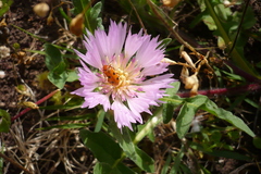 Leptopalpus rostratus