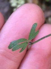 Lithophragma heterophyllum