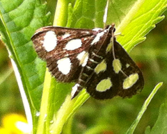Anania funebris