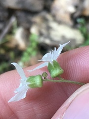 Lithophragma heterophyllum