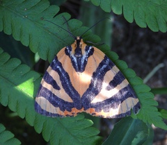 Callioratis abraxas