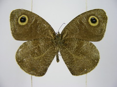 Ypthima albida albida