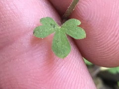 Lithophragma heterophyllum