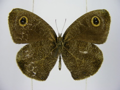 Ypthima albida albida