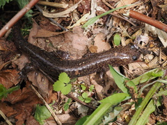 Hida Salamander photo 1