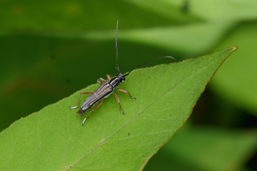 Glenea suensoni thumbnail