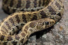 Thamnophis scaliger