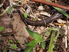 Hida Salamander photo 2