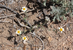 Layia glandulosa