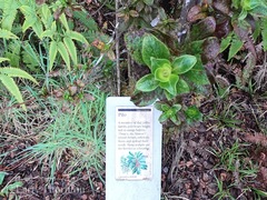 Coprosma ochracea