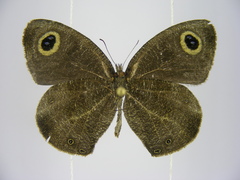 Ypthima albida albida