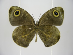 Ypthima albida albida