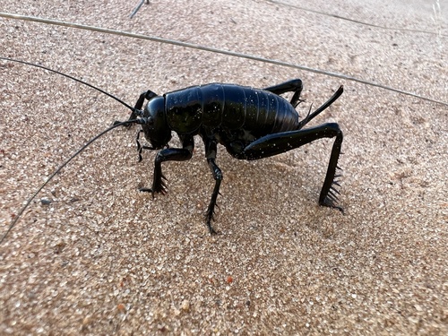 Tanner's black camel cricket photo 3