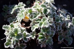 Potentilla villosa