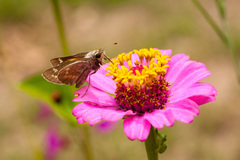 Atalopedes campestris