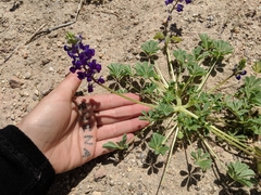 Lupinus odoratus