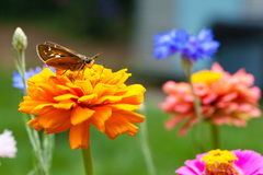 Atalopedes campestris