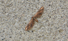 Eupithecia subapicata