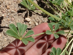 Lupinus odoratus