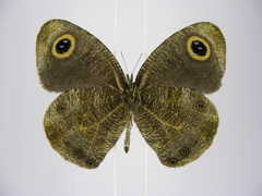 Ypthima albida albida