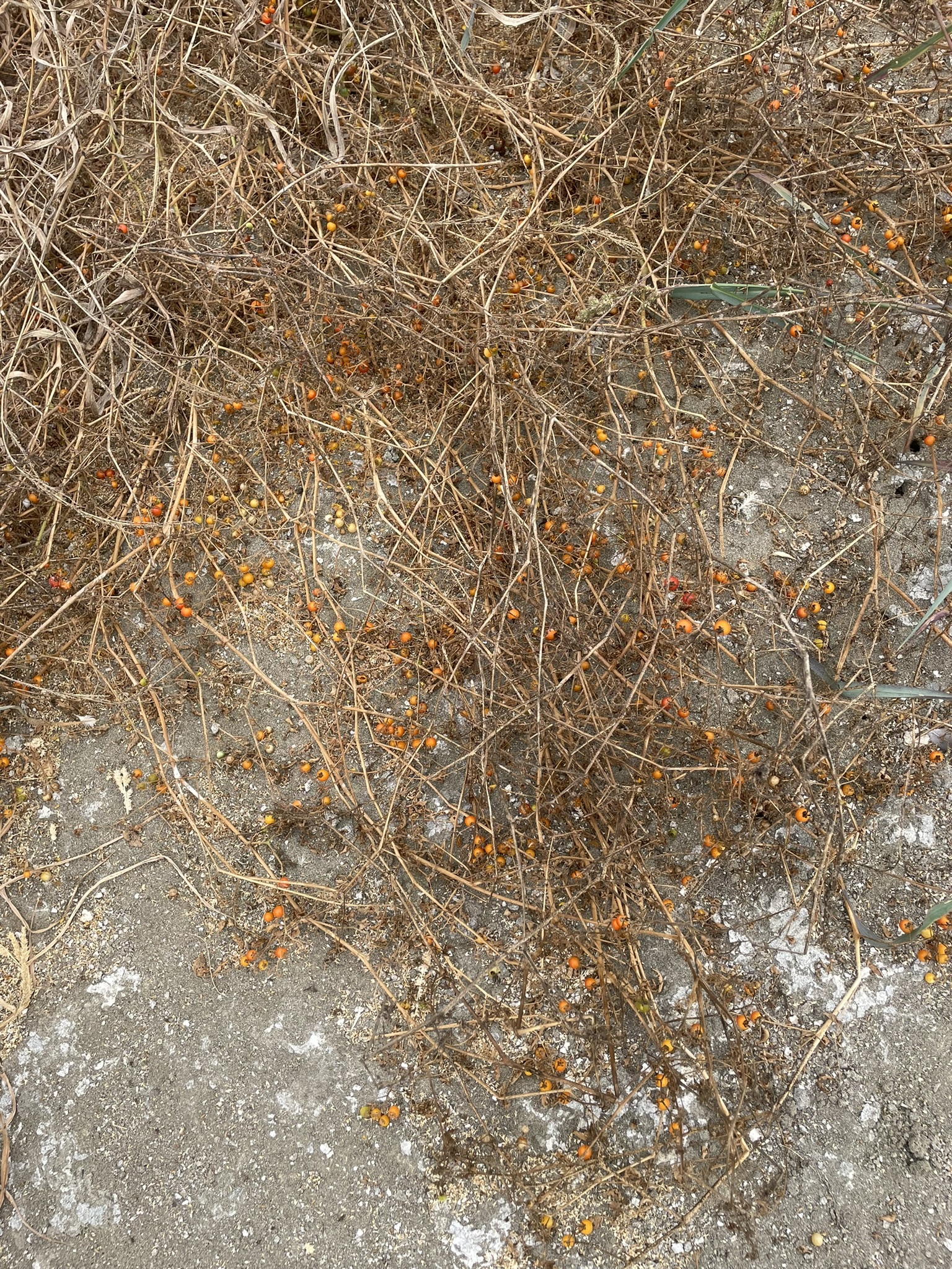 Imagem de Tomate cereja