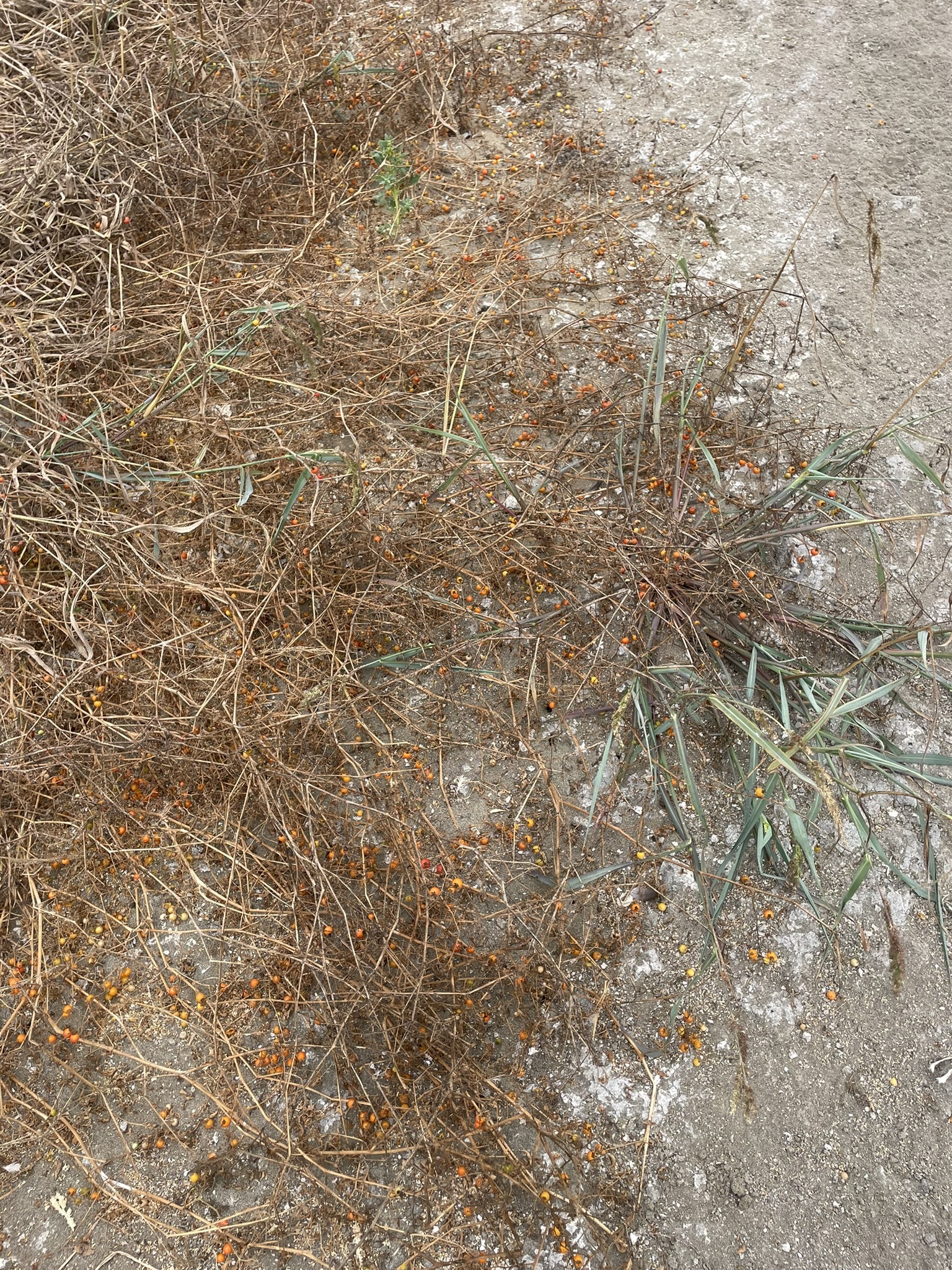 Imagem de Tomate cereja