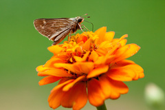 Atalopedes campestris