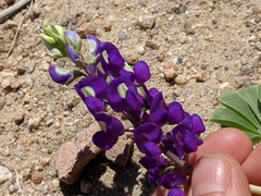 Lupinus odoratus