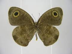 Ypthima albida albida
