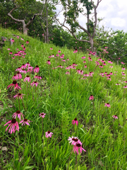 Echinacea simulata