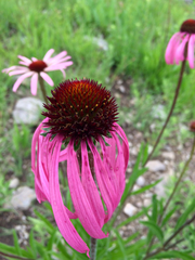 Echinacea simulata